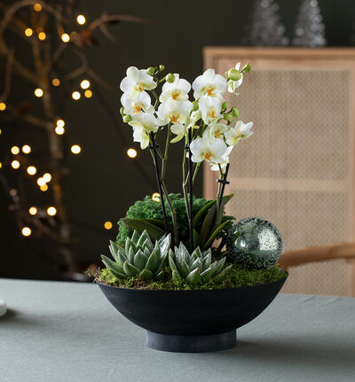 Hvit orkidé i sort fat